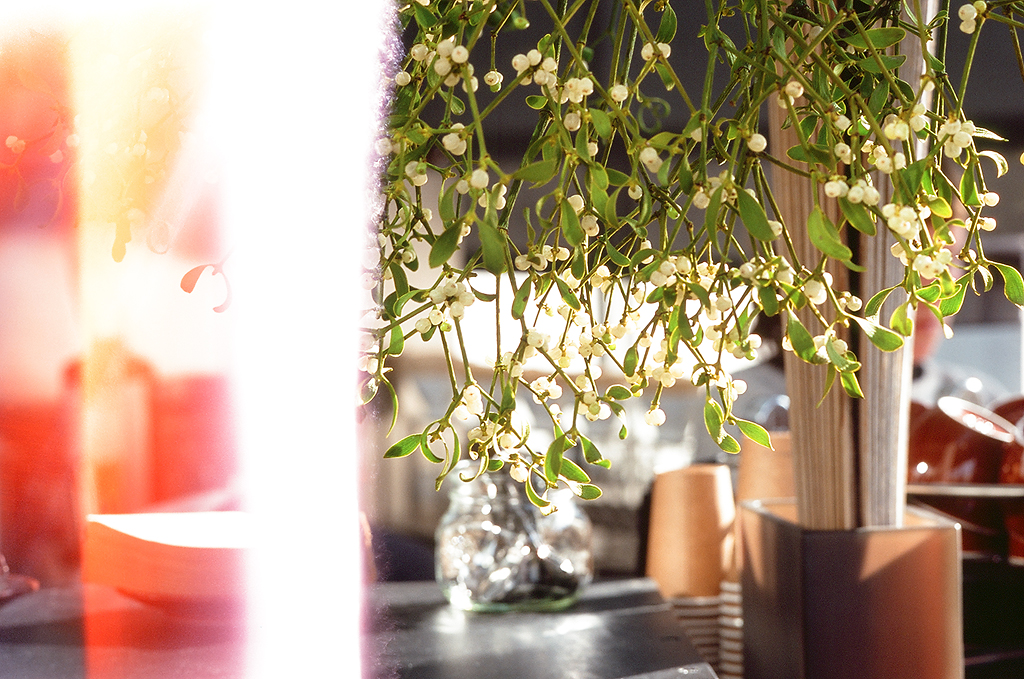 Blue Bottle Mistletoe