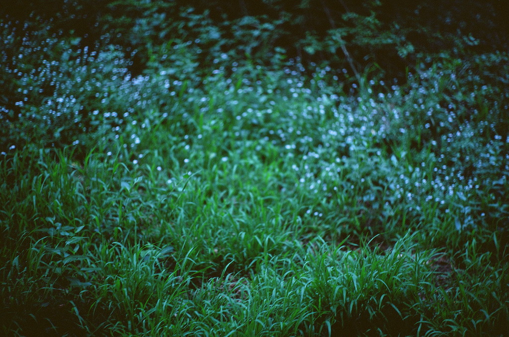 Wildflowers at Dusk